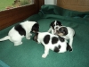 3uger-1-small