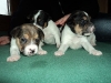 3uger-4-small