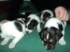 3uger-5-small