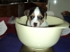 4uger-3-small