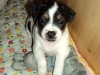 4uger-5-small