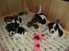 4uger-6-small