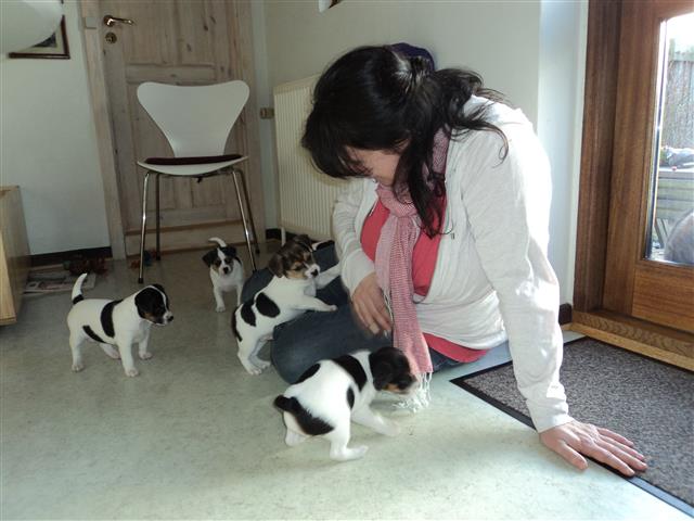 køb dansk svensk gårdhund køb dansk svensk gårdhund