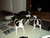 dansk-svensk-gaardhund-hvalpe-4-small