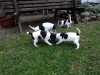 dansk-svensk-gaardhund-hvalpe-6-small