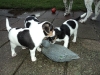 dansk-svensk-gaardhund-hvalpe-8-small