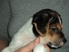 dansk-svensk-gaardhund-hvalpe-7uger1-6