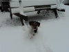 gammel-dansk-honsehund-hvalpe-2-small