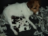 molley1_3