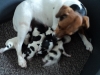 molly16_dag1-1