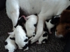 molly16_dag1-2