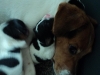 molly16_dag1-4