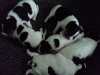 molly1uge-4-medium