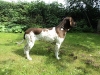 tilde-2