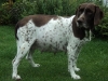 tilde_draegtig-2012-1