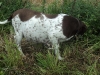 tilde_draegtig-2012-3
