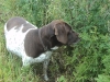 tilde_draegtig-2012-4