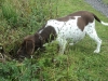 tilde_draegtig-2012-5