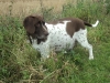 tilde_draegtig-2012-6
